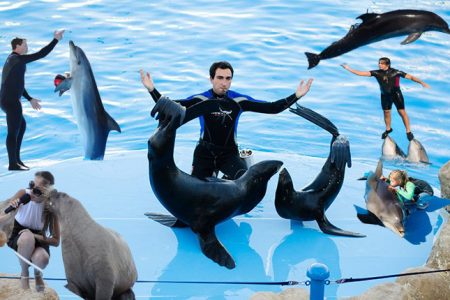 Dolphin Show in Sharm el Sheikh