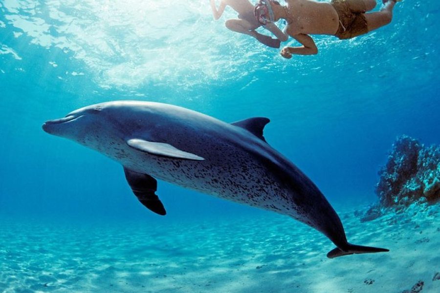 Sataya Dolphin House From Marsa Alam