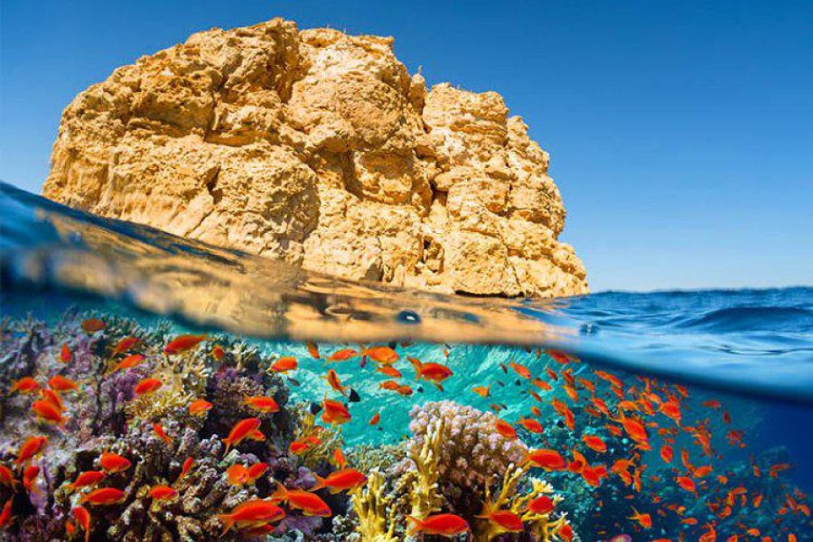 Ras Muhamed And White Island Sea Trip By Boat From Sharm El Sheikh